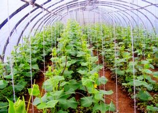 大棚种植经验 img